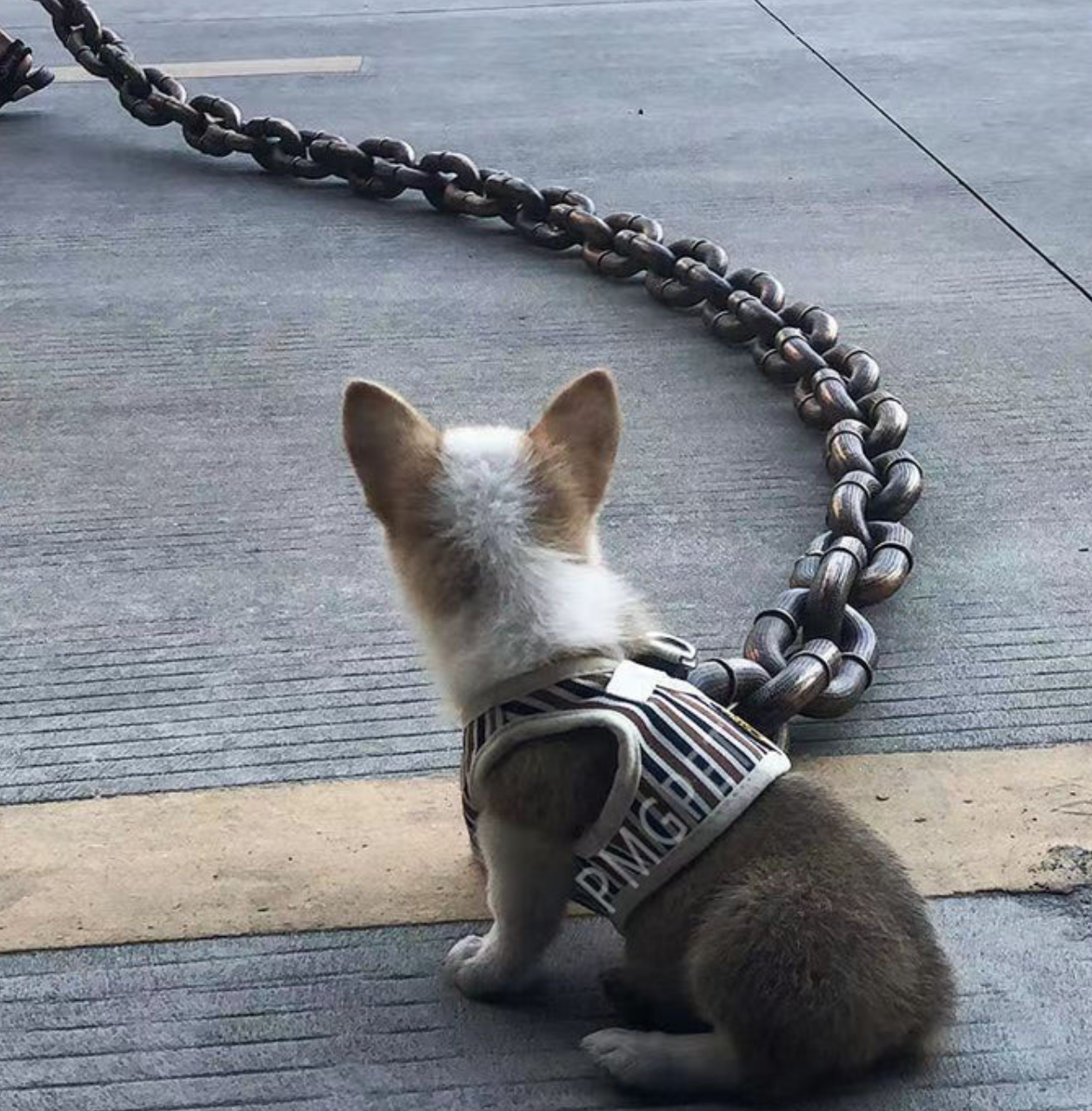 Premium Kettenleine – Robuste Hundetraktionskette für Outdoor-Abenteuer und Sicherheit