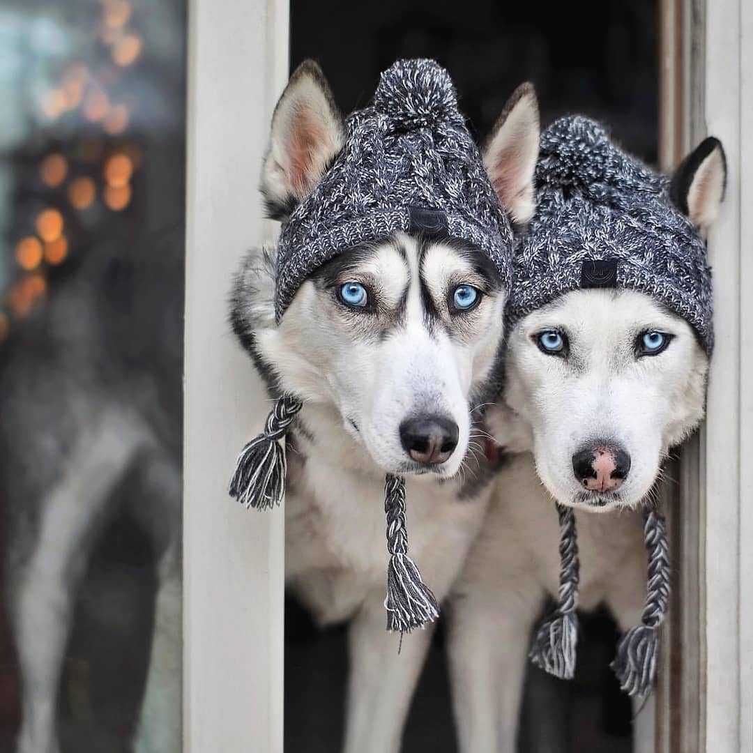 Hundemütze für den Winter – Fellfreunde-Mütze für Wärme und Komfort